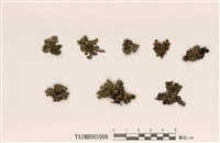 藏品(島衣屬)的圖片